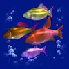 Символ Dolphins Pearl Deluxe - Косяк риб