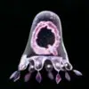 Символ Evolution - Jellocus squidae